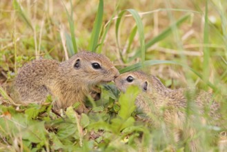 Kisses from mom. An adult and a young European ground squirrel (Spermophilus citellus) or European