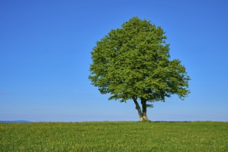 A single beech tree on a green meadow under a bright blue sky, spring, Schauinsland, Freiburg im