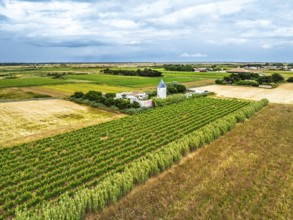 Fields and Grape plantations from a drone, Saint-Clement-des-Baleines, Atlantic, France