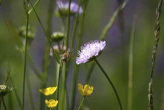 Meadow in spring with bee, May, Germany