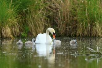 A swan with chicks in the water of a pond, surrounded by grass, Mute Swan, (cygnus olor), wildlife,