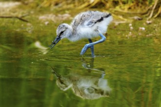 Bird foraging in the water, with its movements on the surface, Avocet, (Recurvirostra avosetta),