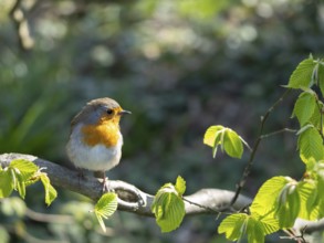 Robin (Erithacus rubecula) standing on a branch in the garden, North Rhine-Westphalia, Germany