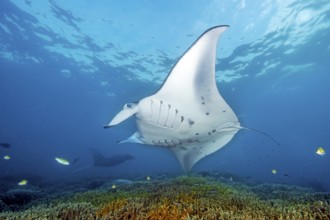 Underwater photo of giant ray manta (Manta alfredi) reef manta popularly devil ray plankton eater