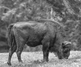 European bison (Bison bonasus) grazing, wildlife park, Bavaria, Germany