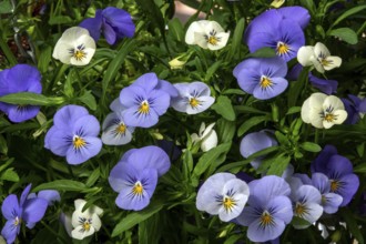 Pansy (Viola), blue and white flowering, Baden-Württemberg, Germany