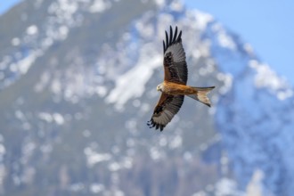 Red kite (Milvus milvus), in flight in front of wintry mountains, Münster, Tyrol, Austria