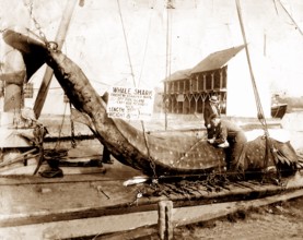 Whale shark (Rhincodon typus) caught on 9 August 1935 at Fire Island, New York. About 1000 km north