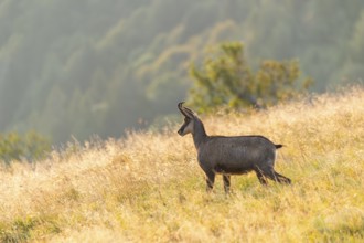 Chamois (Rupicapra rupicapra) on a meadow in the Vosges Mountains, wildlife, France
