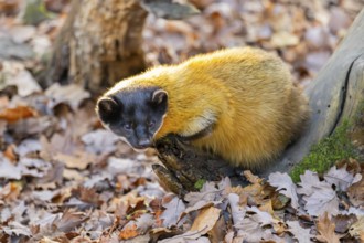Yellow-throated marten (Martes flavigula) on an old wood, Germany