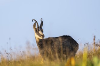 Chamois (Rupicapra rupicapra) on a meadow in the Vosges Mountains, wildlife, France