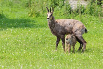 An adult female chamois (Rupicapra rupicapra) suckles her young on a sunny day in a green meadow..