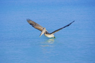 Brown pelican (Pelecanus occidentalis) starting flight, Key West, Florida, USA