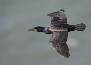 Great Cormorant (Phalacrocorax carbo) flying, Wales, United Kingdom