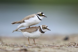 Little Ringed Plover (Charadrius dubius) pair mating, North Rhine-Westphalia, Germany