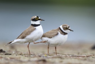 Little Ringed Plover (Charadrius dubius) pair displaying, North Rhine-Westphalia, Germany