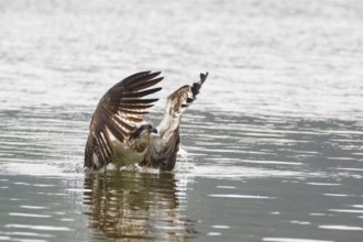 Western Osprey (Pandion haliaetus), Poland