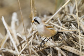 Bearded Reedling - Bartmeise - Panurus biarmicus ssp. russicus, Kazakhstan, adult male