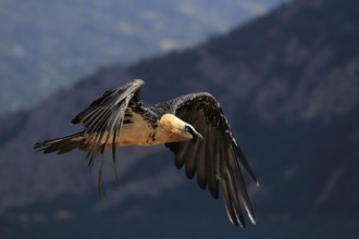 Bearded Vulture (Gypaetus barbatus) flying, Catalonia, Spain