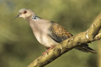 European Turtle Dove (Streptopelia turtur), Castile-La Mancha, Spain