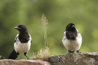 Eurasian Magpie (Pica pica) juvenile, Scotland, United Kingdom