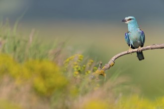 Blauracke, European Roller, Roller, Coracias garrulus, Rollier d'Europe, Carraca Europea, Carraca