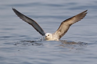 Northern Fulmar (Fulmarus glacialis), Iceland
