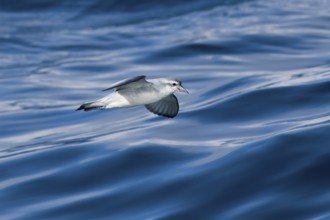 Fairy Prion (Pachyptila turtur) flying, Victoria, Australia