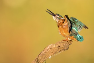 Common Kingfisher (Alcedo atthis) perched on a branch, Andalusia, Spain