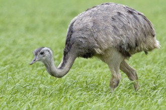 Greater Rhea (Rhea americana) foraging, Mecklenburg-Western Pomerania, Germany