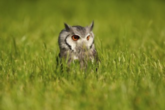 Northern White-faced Owl (Ptilopsis leucotis) captive, Germany