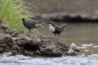 White-throated Dipper (Cinclus cinclus) with juvenile begging for food, North Rhine-Westphalia,