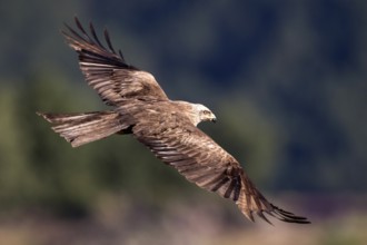 Black Kite (Milvus migrans) flying, Madrid, Spain