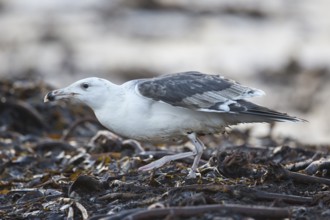 Great Black-backed Gull (Larus marinus) juvenile, North Sea, Germany