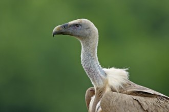 Griffon Vulture (Gyps fulvus), Rhodopen, Bulgaria