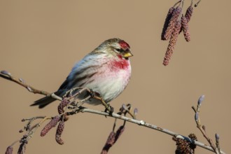 Common Redpoll (Acanthis flammea) male perched on a branch, Netherlands