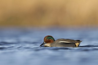 Wintertaling, Eurasian teal, Anas crecca