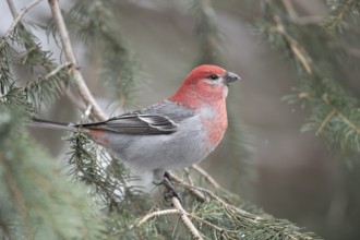 Pine Grosbeak (Pinicola enucleator) male perched on a branch, Wyoming, USA