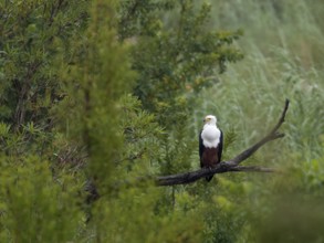 Afrikaanse Zeearend, African Fish Eagle, Haliaeetus vocifer
