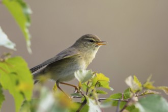 Willow Warbler (Phylloscopus trochilus) male singing from a branch, North-Rhine-Westphalia, Germany