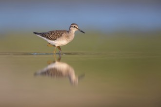 Wood Sandpiper (Tringa glareola) foraging, Poland