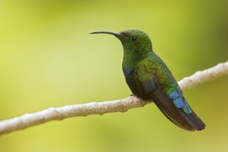 Green-throated Carib (Eulampis holosericeus) perched on a branch on the Caribbean Island of