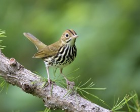 An Ovenbird, Seiurus aurocapilla, perched in Saskatoon, Saskatchewan, Canada