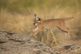 Caracal (Caracal caracal) cub jumping over rocks, Castile-La Mancha, Spain