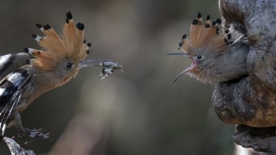 Eurasian Hoopoe (Upupa epops) feeding juvenile in breeding cavity, Saxony-Anhalt, Germany