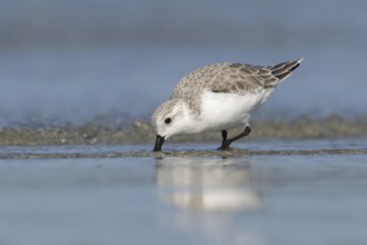 Sanderling (Calidris alba) foraging, Victoria, Australia