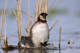 Red-necked Grebe (Podiceps grisegena) pair displaying, Mecklenburg-Western Pomerania, Germany
