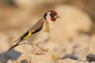 European Goldfinch - Stieglitz - Carduelis carduelis ssp. balcanica, Croatia, adult female