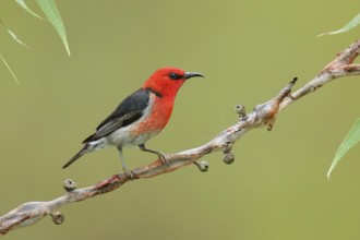 Scarlet Myzomela (Myzomela sanguinolenta) male, Victoria, Australia