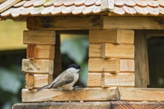 Marsh Tit (Poecile palustris) at winter feeder, Bavaria, Germany